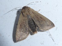 Insects Detection project thumbnail