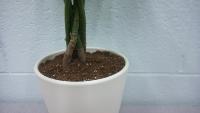 Plant_Classification project thumbnail