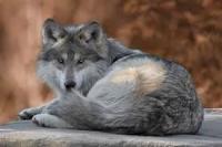Animal project thumbnail