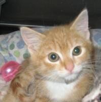 cats project thumbnail