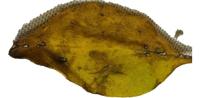 Covid Drug plant leaf project thumbnail