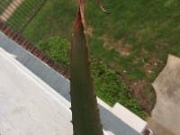 AloeVera　ご確認 Houseplant Fact File: Aloe Vera, Succulent