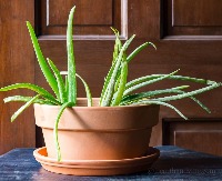 Plant Diagnosis AI 6 (Aloe Vera) Object Detection Dataset by