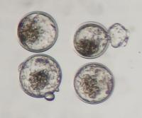 new label embryo project thumbnail