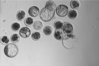 Embryo project thumbnail