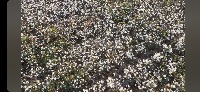 cotton white project thumbnail