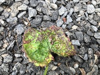 Phosphorus deficiency  project thumbnail