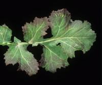 Leaf phosphorus deficiency project thumbnail
