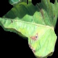 Nutrient Deficiency project thumbnail