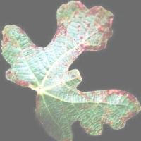 Nutrient Deficiency Obj project thumbnail