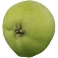 apple Object Detection Dataset by myself