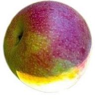 apple Object Detection Dataset by myself