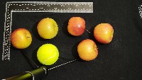Dataset Image