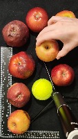 Dataset Image