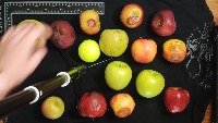 Dataset Image