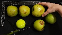 Dataset Image