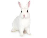 cat dog rabbit project thumbnail