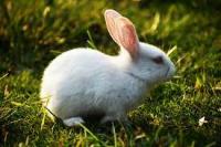 cat dog rabbit Object Detection Model by Pranisa Naphrae