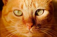 cat dog rabbit Object Detection Model by Pranisa Naphrae