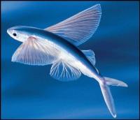 Cat Dog fish project thumbnail