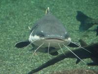 Dog Cat Fish  project thumbnail