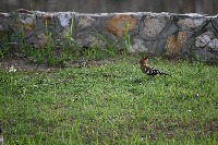 birds project thumbnail