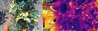 Plant Diseases Detection Model project thumbnail