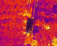 Corn Thermal YOLO project thumbnail