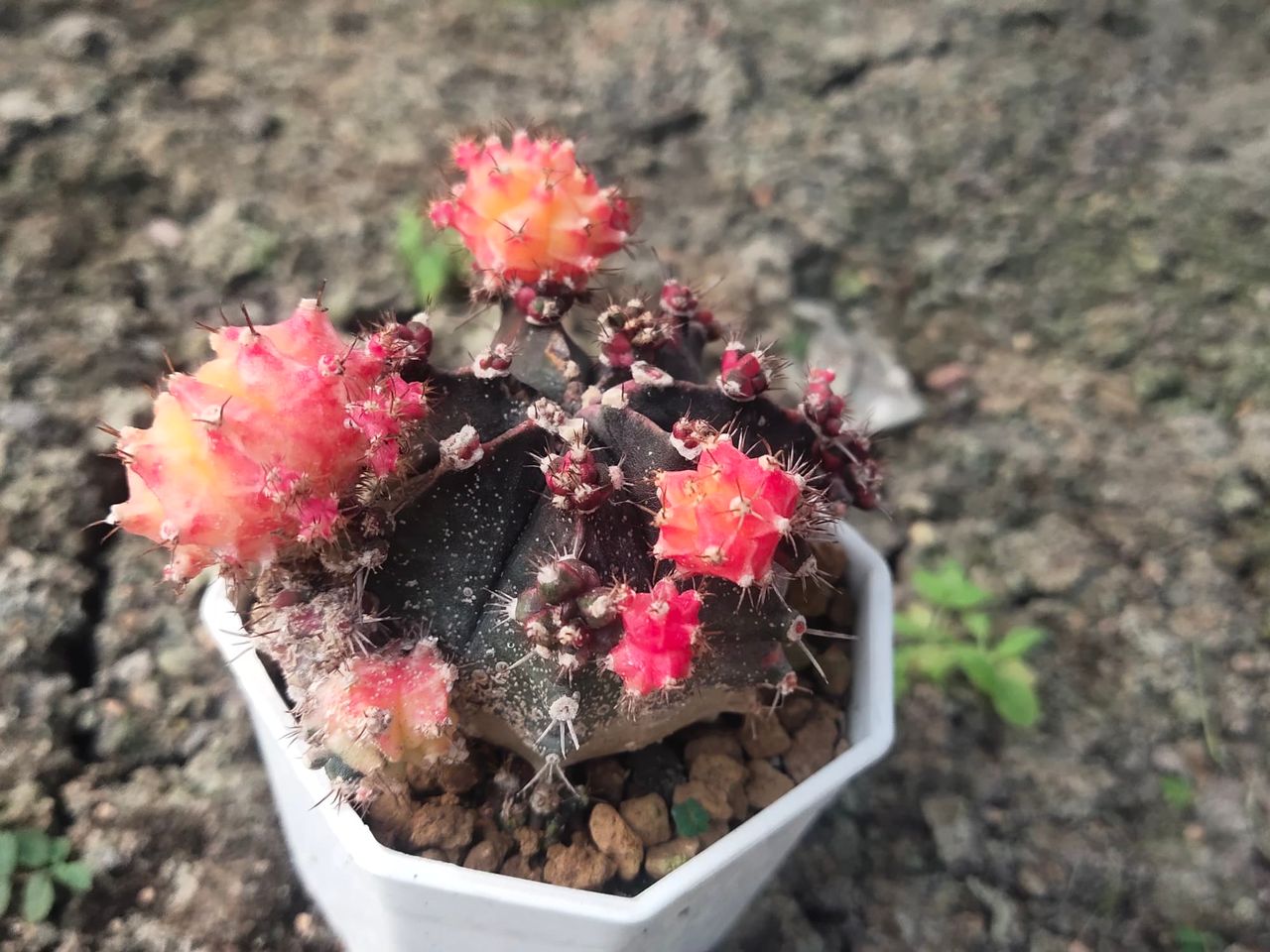 infected-cactus-classification-Failed Classification Dataset by Mahidol ...