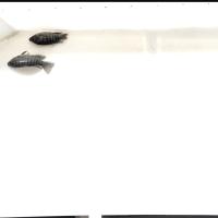 fish2 project thumbnail
