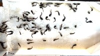 fish fry detection for counting project thumbnail