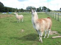 Alpaca project thumbnail
