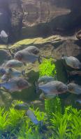 Fish-detection project thumbnail