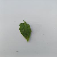 Agriculture project thumbnail