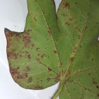 Cotton Leaf Disease project thumbnail