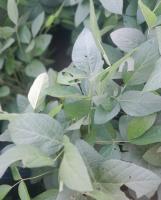 soyabean leaf project thumbnail