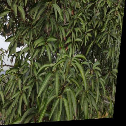 Mango Leaf Detection Dataset Object Detection Model by Mohammad Rafay