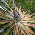 pineapple-leaf-detection project thumbnail