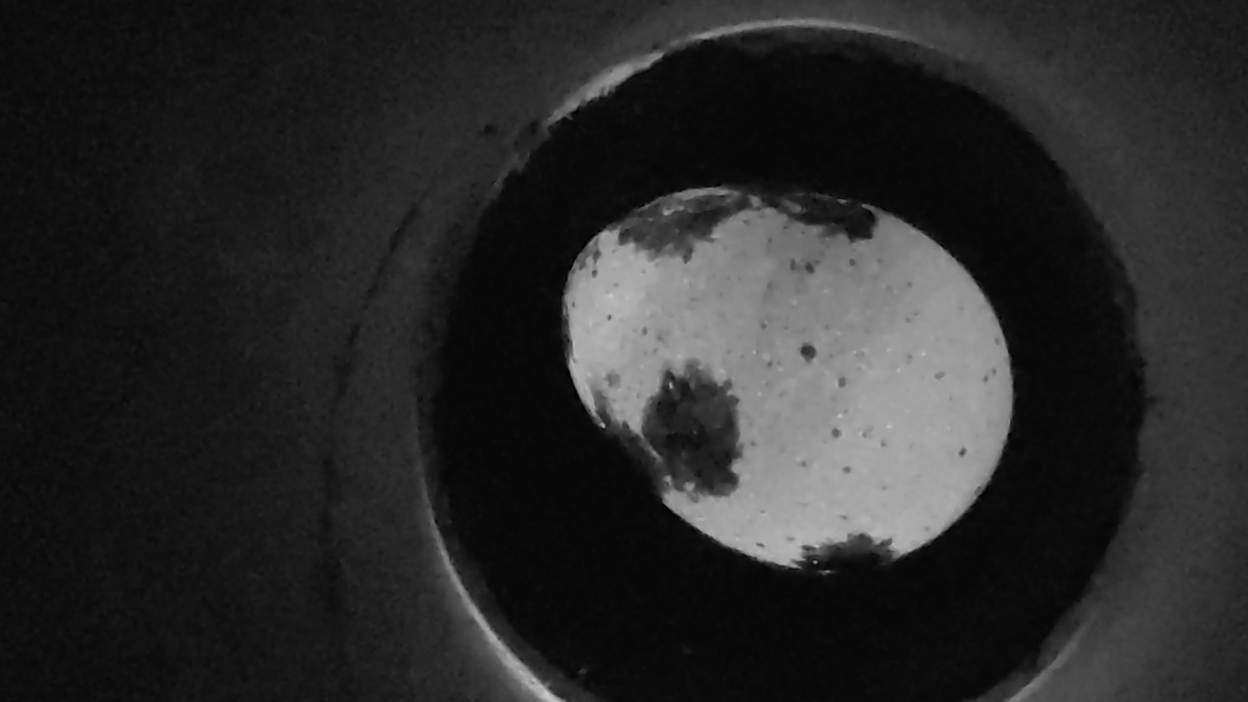 Quail-Egg Detection Object Detection Dataset and Pre-Trained Model by