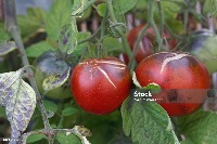 rotten_tomato project thumbnail