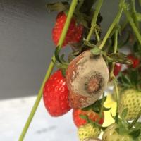 strawberry rotten project thumbnail