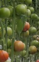 tomato riped project thumbnail