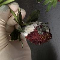 rotten_strawberry project thumbnail