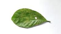 Coffee Leaf Disease Detection project thumbnail