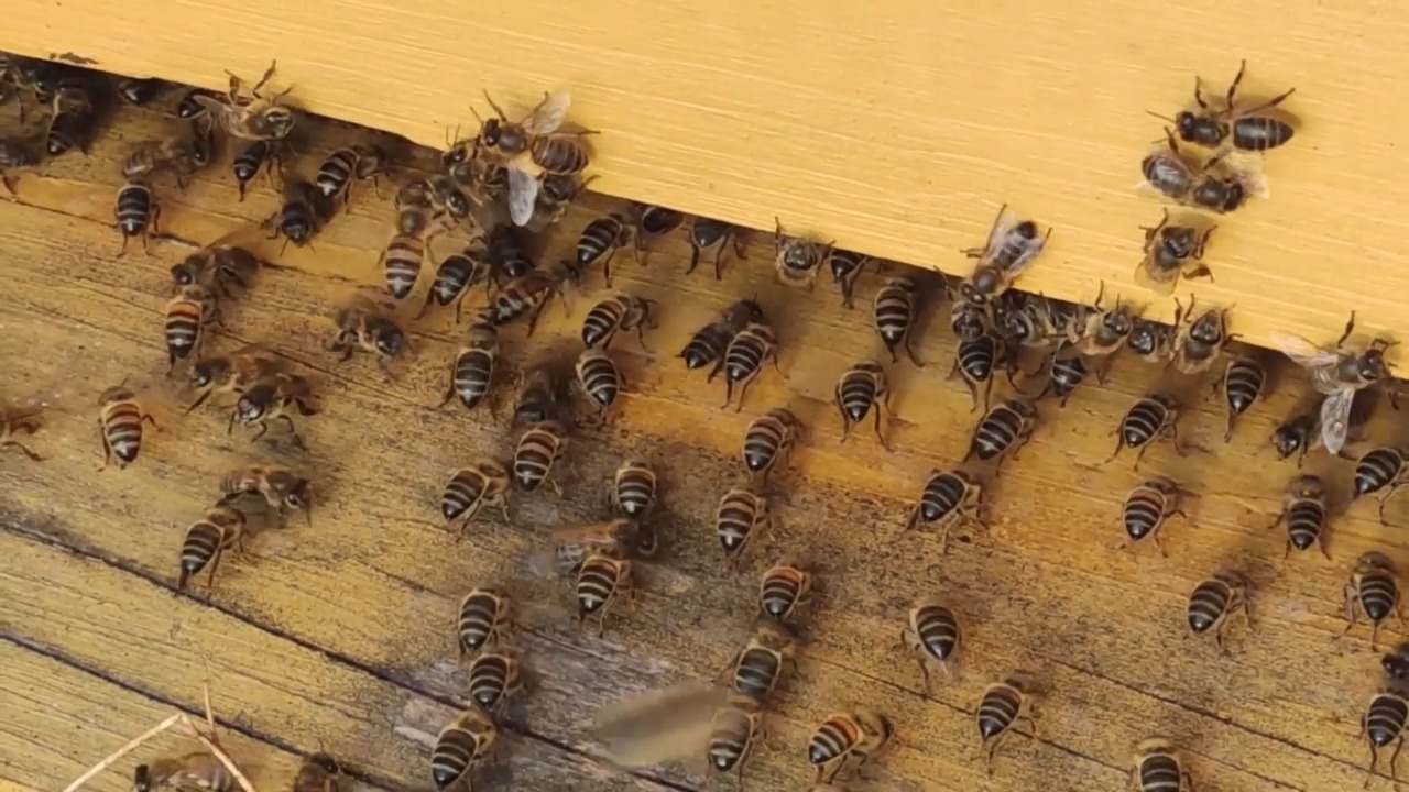 detection and monitoring bee Object Detection Model by bee
