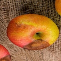 apple Object Detection Model by Emrah Fidan Pusay