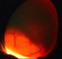 egg_maturity_stages project thumbnail