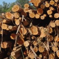 Wood Log project thumbnail