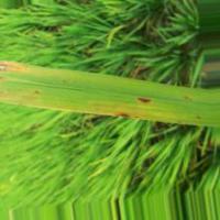 rice leaf classification project thumbnail
