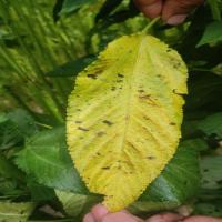 jute leaf classification project thumbnail